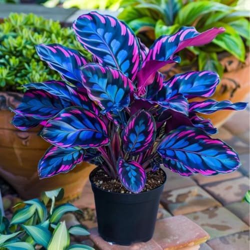 Hosta Pflanze (Funkienzwiebeln) XXL- - Winterhart & Schattenliebend - Perfekt für Beet/Randbepflanzung -10 zwiebeln-c von BIUPOW