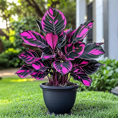 Hosta Pflanze (Funkienzwiebeln) XXL- - Winterhart & Schattenliebend - Perfekt für Beet/Randbepflanzung -15 zwiebeln-d von BIUPOW