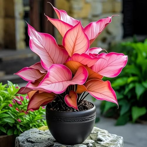 Hosta Pflanze (Funkienzwiebeln) XXL- - Winterhart & Schattenliebend - Perfekt für Beet/Randbepflanzung -15 zwiebeln-g von BIUPOW
