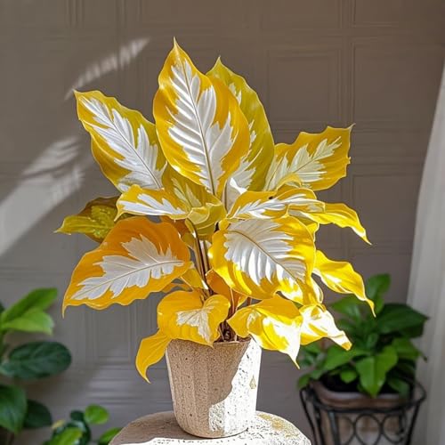 Hosta Pflanze (Funkienzwiebeln) XXL- - Winterhart & Schattenliebend - Perfekt für Beet/Randbepflanzung -4 zwiebeln-a von BIUPOW