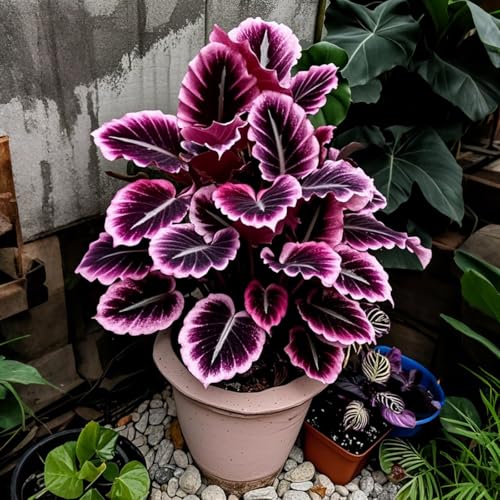 Hosta Pflanze (Funkienzwiebeln) XXL- - Winterhart & Schattenliebend - Perfekt für Beet/Randbepflanzung -4 zwiebeln-e von BIUPOW