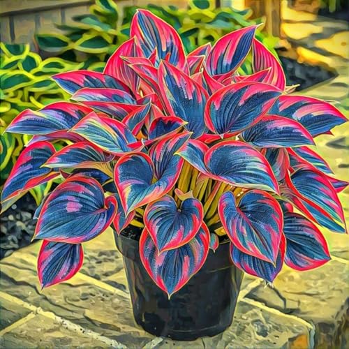 Hosta Pflanze (Funkienzwiebeln) XXL- - Winterhart & Schattenliebend - Perfekt für Beet/Randbepflanzung -6 zwiebeln-f von BIUPOW