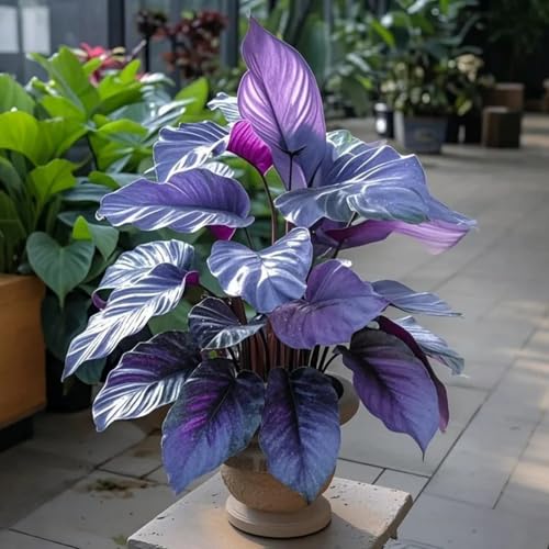 Hosta Pflanze (Funkienzwiebeln) XXL- - Winterhart & Schattenliebend - Perfekt für Beet/Randbepflanzung -8 zwiebeln-i von BIUPOW