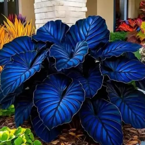 Hosta Pflanze - Schnellwachsend - Sofort-Effekt FüR VorgäRten & Hochzeitsdekoration Blumenzwiebeln MehrjäHrig Winterhart-4 zwiebeln-a von BIUPOW