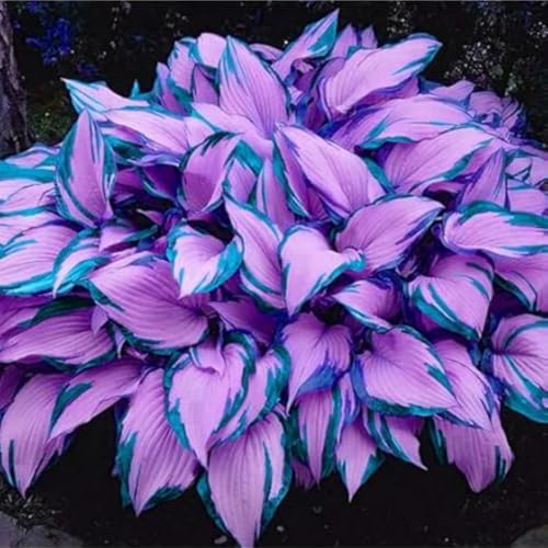 Hosta Pflanze - Schnellwachsend - Sofort-Effekt FüR VorgäRten & Hochzeitsdekoration Blumenzwiebeln MehrjäHrig Winterhart-6 zwiebeln-b von BIUPOW