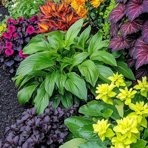 Hosta Pflanze - Schnellwachsend - Sofort-Effekt FüR VorgäRten & Hochzeitsdekoration Blumenzwiebeln MehrjäHrig Winterhart-6 zwiebeln-c von BIUPOW