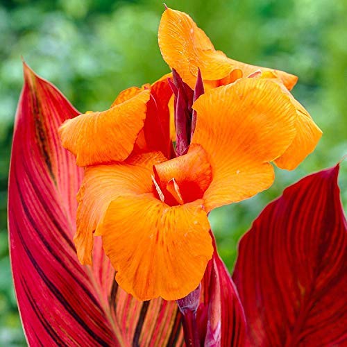 Flame Canna African Sunset Dark Purple Leaves Clear Green Venen and Large Flowers Canna (1, Orange) von BJXHGARDEN