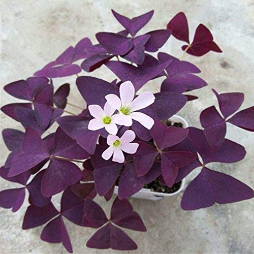 Oxalis Triangularis Blumenzwiebeln mit violettem Kleeblatt-Pflanzen, 25 Stück von BJXHGARDEN