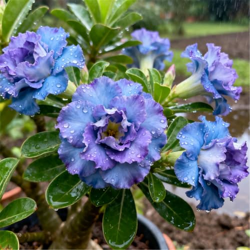 Gefüllte/Bunte Wüstenrose/Seltene Wüstenrosenknollen/Balkondekoration/Winterhart/Geschenk-1 Rhizome.-F Gefüllte/Bunte Wüstenrose/Seltene Wüstenrosenknollen/Balkondekoration/Winterhart/Geschenk-1 Rhizome.-F von BJYaWFR