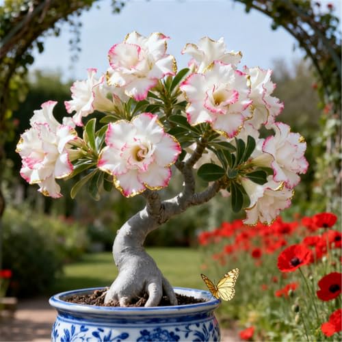 Gefüllte/Bunte Wüstenrose/Seltene Wüstenrosenknollen/Balkondekoration/Winterhart/Geschenk-3 Rhizome.-D von BJYaWFR