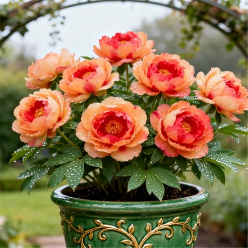 Mehrjährig/Winterhart/Bunte Pfingstrosen/Seltene Pfingstrosenknollen/Gartentopfdekoration/Winterhart/Geschenk/Schnittblume/Hochzeitsdekoration-1 PCS-J von BJYaWFR