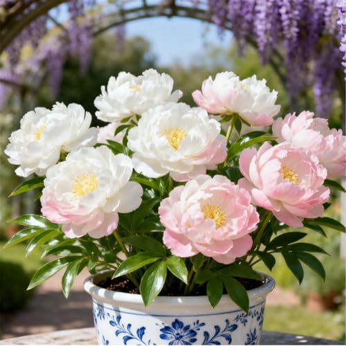 Mehrjährig/Winterhart/Bunte Pfingstrosen/Seltene Pfingstrosenknollen/Gartentopfdekoration/Winterhart/Geschenk/Schnittblume/Hochzeitsdekoration-2 PCS-E von BJYaWFR