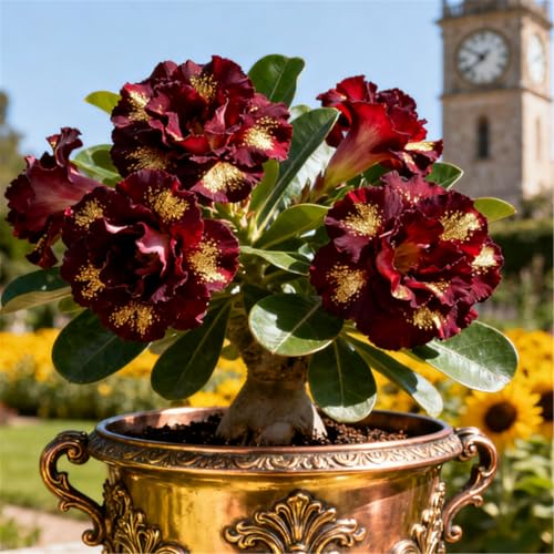 Mehrjährig/Winterharte Wüstenrose/Seltene Wüstenrose/Balkondekoration/Winterhart/Geschenk-2 Rhizome.-G Mehrjährig/Winterharte Wüstenrose/Seltene Wüstenrose/Balkondekoration/Winterhart/Geschenk-2 Rhizome.-G von BJYaWFR