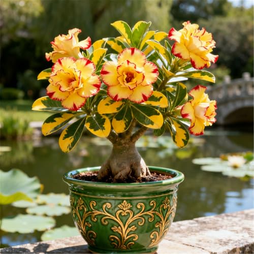 Mehrjährig/Winterharte Wüstenrose/Seltene Wüstenrose/Balkondekoration/Winterhart/Geschenk-3 Rhizome.-A von BJYaWFR