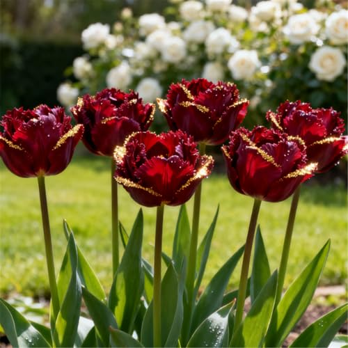 Mehrjährig/bunte Tulpe/seltene Tulpe/Balkondekoration/winterhart/Geschenk-6 PCS-B von BJYaWFR