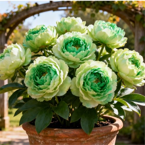 Mehrjährige/Pfingstrosenknollen/Seltene Pfingstrosenknollen/Gartendekoration/Winterhart Winterhart/Geschenk/Schnittblume-2 PCS-I Mehrjährige/Pfingstrosenknollen/Seltene Pfingstrosenknollen/Gartendekoration/Winterhart Winterhart/Geschenk/Schnittblume-2 PCS-I von BJYaWFR