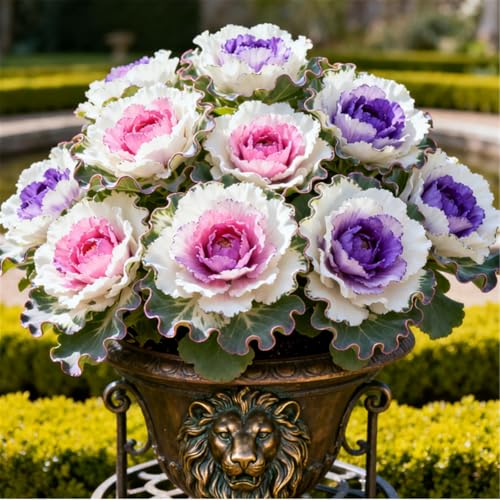 Mehrjährige/Pfingstrosenknollen/Seltene Pfingstrosenknollen/Gartendekoration/Winterhart Winterhart/Geschenk/Schnittblume-3 PCS-D von BJYaWFR