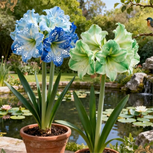 Mehrjährige winterharte Wüstenrose/Winterharte Staude/Seltene Wüstenrosenknolle/Vintage Dekoration/Geringer Wartungsaufwand-E-1 PCS Mehrjährige winterharte Wüstenrose/Winterharte Staude/Seltene Wüstenrosenknolle/Vintage Dekoration/Geringer Wartungsaufwand-E-1 PCS von BJYaWFR