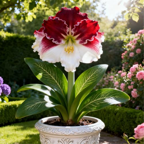 Mehrjährige winterharte Wüstenrose/Winterharte Staude/Seltene Wüstenrosenknolle/Vintage Dekoration/Geringer Wartungsaufwand-F-3 PCS von BJYaWFR