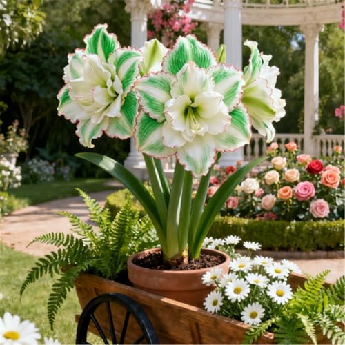 Mehrjährige winterharte Wüstenrose/Winterharte Staude/Seltene Wüstenrosenknolle/Vintage Dekoration/Geringer Wartungsaufwand-G-4 PCS Mehrjährige winterharte Wüstenrose/Winterharte Staude/Seltene Wüstenrosenknolle/Vintage Dekoration/Geringer Wartungsaufwand-G-4 PCS von BJYaWFR