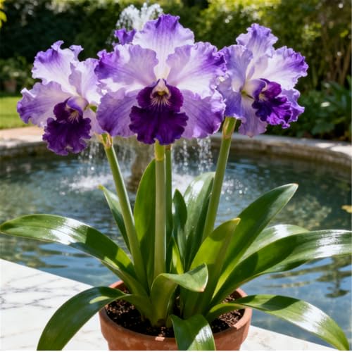 Mehrjährige winterharte Wüstenrose/Winterharte Staude/Seltene Wüstenrosenknolle/Vintage Dekoration/Geringer Wartungsaufwand-H-1 PCS von BJYaWFR