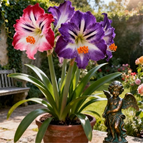 Mehrjährige winterharte Wüstenrose/Winterharte Staude/Seltene Wüstenrosenknolle/Vintage Dekoration/Geringer Wartungsaufwand-J-5PCS Mehrjährige winterharte Wüstenrose/Winterharte Staude/Seltene Wüstenrosenknolle/Vintage Dekoration/Geringer Wartungsaufwand-J-5PCS von BJYaWFR