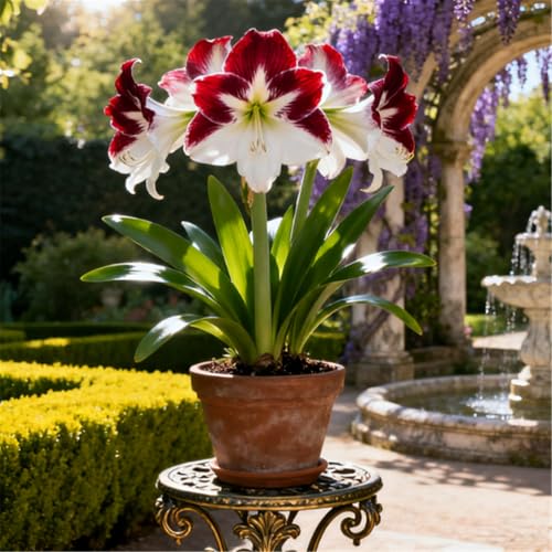 Seltene Amaryllis/Winterharte mehrjährige Amaryllis/Schöne Dekoration-A-1 PCS von BJYaWFR