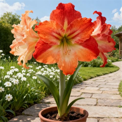 Seltene Amaryllis/Winterharte mehrjährige Amaryllis/Schöne Dekoration-C-2 PCS Seltene Amaryllis/Winterharte mehrjährige Amaryllis/Schöne Dekoration-C-2 PCS von BJYaWFR