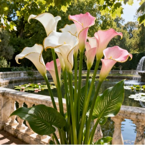 Seltene Calla/Calla/Zierpflanze, mehrjährig, kälteerntefähig/Hochzeitspflanze/Zimmerpflanze/Gartenpflanze/Dekoration-2 PCS-A Seltene Calla/Calla/Zierpflanze, mehrjährig, kälteerntefähig/Hochzeitspflanze/Zimmerpflanze/Gartenpflanze/Dekoration-2 PCS-A von BJYaWFR