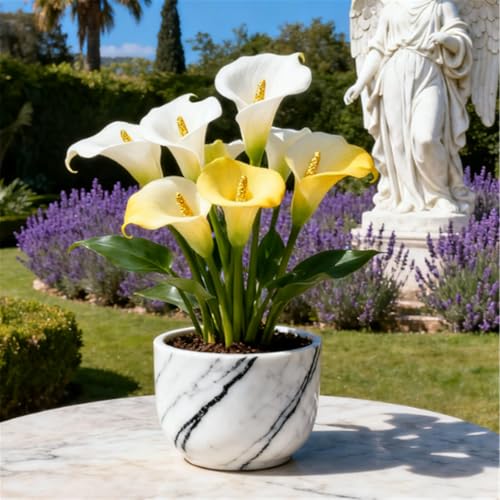 Seltene Calla/Calla/Zierpflanze, mehrjährig, kälteerntefähig/Hochzeitspflanze/Zimmerpflanze/Gartenpflanze/Dekoration-2 PCS-H Seltene Calla/Calla/Zierpflanze, mehrjährig, kälteerntefähig/Hochzeitspflanze/Zimmerpflanze/Gartenpflanze/Dekoration-2 PCS-H von BJYaWFR