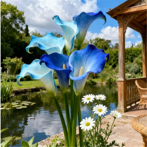 Seltene Calla/Calla/Zierpflanze, mehrjährig, kälteerntefähig/Hochzeitspflanze/Zimmerpflanze/Gartenpflanze/Dekoration-4 PCS-B Seltene Calla/Calla/Zierpflanze, mehrjährig, kälteerntefähig/Hochzeitspflanze/Zimmerpflanze/Gartenpflanze/Dekoration-4 PCS-B von BJYaWFR