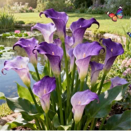 Seltene Calla/Calla/Zierpflanze, mehrjährig, kälteerntefähig/Hochzeitspflanze/Zimmerpflanze/Gartenpflanze/Dekoration-4 PCS-D Seltene Calla/Calla/Zierpflanze, mehrjährig, kälteerntefähig/Hochzeitspflanze/Zimmerpflanze/Gartenpflanze/Dekoration-4 PCS-D von BJYaWFR