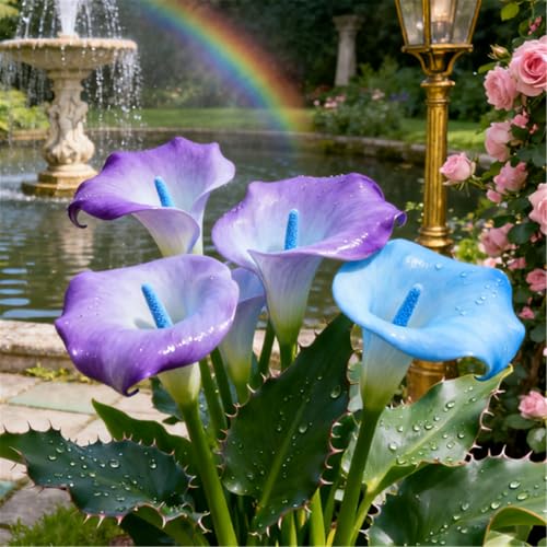 Seltene Calla/Calla/Zierpflanze, mehrjährig, kälteerntefähig/Hochzeitspflanze/Zimmerpflanze/Gartenpflanze/Dekoration-4 PCS-G Seltene Calla/Calla/Zierpflanze, mehrjährig, kälteerntefähig/Hochzeitspflanze/Zimmerpflanze/Gartenpflanze/Dekoration-4 PCS-G von BJYaWFR