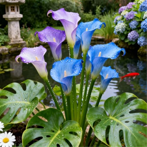 Seltene Calla/Calla/Zierpflanze, mehrjährig, kälteerntefähig/Hochzeitspflanze/Zimmerpflanze/Gartenpflanze/Dekoration-6 PCS-F Seltene Calla/Calla/Zierpflanze, mehrjährig, kälteerntefähig/Hochzeitspflanze/Zimmerpflanze/Gartenpflanze/Dekoration-6 PCS-F von BJYaWFR