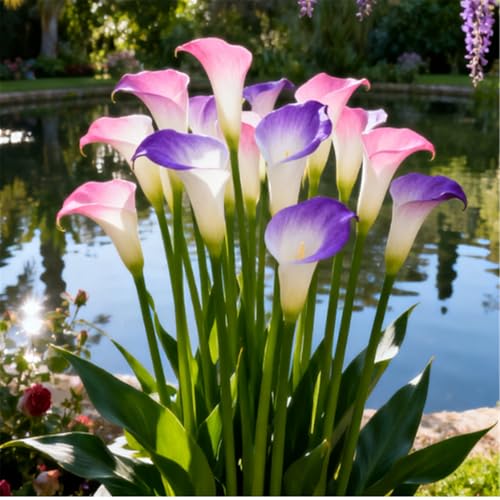 Seltene Calla/Calla/Zierpflanze, mehrjährig, kälteerntefähig/Hochzeitspflanze/Zimmerpflanze/Gartenpflanze/Dekoration-6 PCS-I Seltene Calla/Calla/Zierpflanze, mehrjährig, kälteerntefähig/Hochzeitspflanze/Zimmerpflanze/Gartenpflanze/Dekoration-6 PCS-I von BJYaWFR