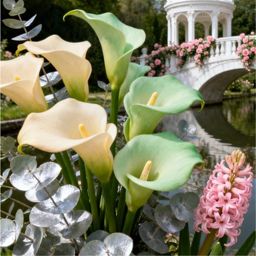 Seltene Calla/Calla/Zierpflanze, mehrjährig, kälteerntefähig/Hochzeitspflanze/Zimmerpflanze/Gartenpflanze/Dekoration-6 PCS-J Seltene Calla/Calla/Zierpflanze, mehrjährig, kälteerntefähig/Hochzeitspflanze/Zimmerpflanze/Gartenpflanze/Dekoration-6 PCS-J von BJYaWFR