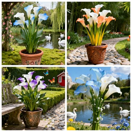 Seltene Calla/Calla/Zierpflanze für kalte Temperaturen/Hochzeit/Zimmerpflanze/Garten/Dekoration-2 PCS-G Seltene Calla/Calla/Zierpflanze für kalte Temperaturen/Hochzeit/Zimmerpflanze/Garten/Dekoration-2 PCS-G von BJYaWFR