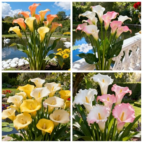 Seltene Calla/Calla/Zierpflanze für kalte Temperaturen/Hochzeit/Zimmerpflanze/Garten/Dekoration-2 PCS-I Seltene Calla/Calla/Zierpflanze für kalte Temperaturen/Hochzeit/Zimmerpflanze/Garten/Dekoration-2 PCS-I von BJYaWFR