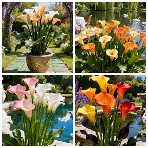 Seltene Calla/Calla/Zierpflanze für kalte Temperaturen/Hochzeit/Zimmerpflanze/Garten/Dekoration-4 PCS-E Seltene Calla/Calla/Zierpflanze für kalte Temperaturen/Hochzeit/Zimmerpflanze/Garten/Dekoration-4 PCS-E von BJYaWFR