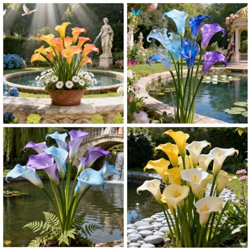 Seltene Calla/Calla/Zierpflanze für kalte Temperaturen/Hochzeit/Zimmerpflanze/Garten/Dekoration-6 PCS-A Seltene Calla/Calla/Zierpflanze für kalte Temperaturen/Hochzeit/Zimmerpflanze/Garten/Dekoration-6 PCS-A von BJYaWFR