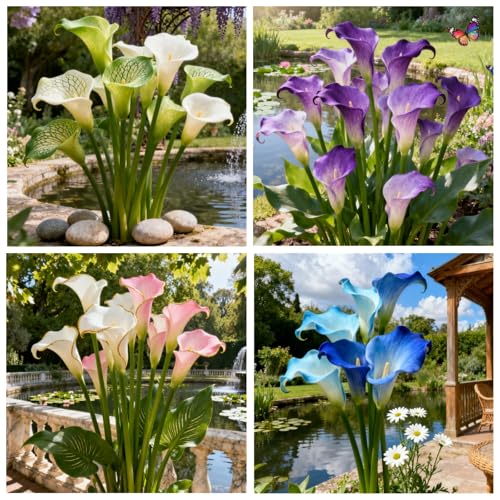 Seltene Calla/Calla/Zierpflanze für kalte Temperaturen/Hochzeit/Zimmerpflanze/Garten/Dekoration-6 PCS-D Seltene Calla/Calla/Zierpflanze für kalte Temperaturen/Hochzeit/Zimmerpflanze/Garten/Dekoration-6 PCS-D von BJYaWFR