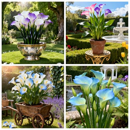 Seltene Calla/Calla/Zierpflanze für kalte Temperaturen/Hochzeit/Zimmerpflanze/Garten/Dekoration-6 PCS-F Seltene Calla/Calla/Zierpflanze für kalte Temperaturen/Hochzeit/Zimmerpflanze/Garten/Dekoration-6 PCS-F von BJYaWFR