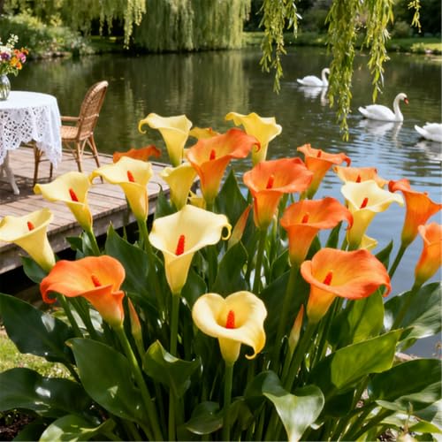 Seltene Calla/Calla-Knolle/Zierpflanze für kalte Temperaturen/Hochzeit/Zimmerpflanze/Garten/Dekoration/Kalte Temperaturen-2 PCS-D Seltene Calla/Calla-Knolle/Zierpflanze für kalte Temperaturen/Hochzeit/Zimmerpflanze/Garten/Dekoration/Kalte Temperaturen-2 PCS-D von BJYaWFR