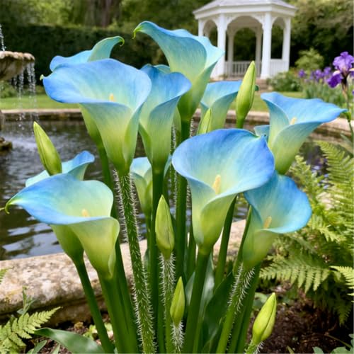 Seltene Calla/Calla-Knolle/Zierpflanze für kalte Temperaturen/Hochzeit/Zimmerpflanze/Garten/Dekoration/Kalte Temperaturen-2 PCS-H Seltene Calla/Calla-Knolle/Zierpflanze für kalte Temperaturen/Hochzeit/Zimmerpflanze/Garten/Dekoration/Kalte Temperaturen-2 PCS-H von BJYaWFR