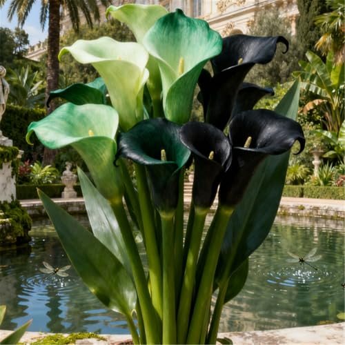 Seltene Calla/Calla-Knolle/Zierpflanze für kalte Temperaturen/Hochzeit/Zimmerpflanze/Garten/Dekoration/Kalte Temperaturen-4 PCS-B Seltene Calla/Calla-Knolle/Zierpflanze für kalte Temperaturen/Hochzeit/Zimmerpflanze/Garten/Dekoration/Kalte Temperaturen-4 PCS-B von BJYaWFR