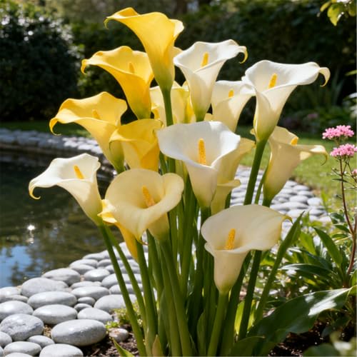 Seltene Calla/Calla-Knolle/Zierpflanze für kalte Temperaturen/Hochzeit/Zimmerpflanze/Garten/Dekoration/Kalte Temperaturen-4 PCS-E Seltene Calla/Calla-Knolle/Zierpflanze für kalte Temperaturen/Hochzeit/Zimmerpflanze/Garten/Dekoration/Kalte Temperaturen-4 PCS-E von BJYaWFR