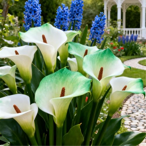 Seltene Calla/Calla-Knolle/Zierpflanze für kalte Temperaturen/Hochzeit/Zimmerpflanze/Garten/Dekoration/Kalte Temperaturen-4 PCS-G Seltene Calla/Calla-Knolle/Zierpflanze für kalte Temperaturen/Hochzeit/Zimmerpflanze/Garten/Dekoration/Kalte Temperaturen-4 PCS-G von BJYaWFR