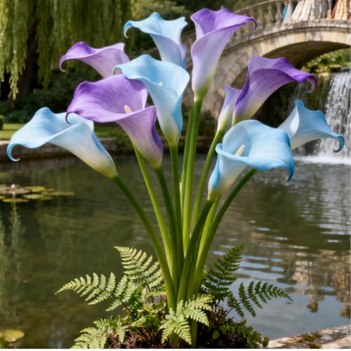 Seltene Calla/Calla-Knolle/Zierpflanze für kalte Temperaturen/Hochzeit/Zimmerpflanze/Garten/Dekoration/Kalte Temperaturen-6 PCS-C Seltene Calla/Calla-Knolle/Zierpflanze für kalte Temperaturen/Hochzeit/Zimmerpflanze/Garten/Dekoration/Kalte Temperaturen-6 PCS-C von BJYaWFR