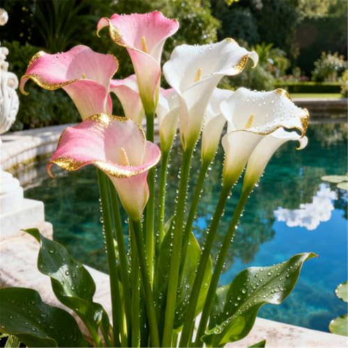 Seltene Calla/Calla-Knolle/Zierpflanze für kalte Temperaturen/Hochzeit/Zimmerpflanze/Garten/Dekoration/Kalte Temperaturen-6 PCS-F Seltene Calla/Calla-Knolle/Zierpflanze für kalte Temperaturen/Hochzeit/Zimmerpflanze/Garten/Dekoration/Kalte Temperaturen-6 PCS-F von BJYaWFR