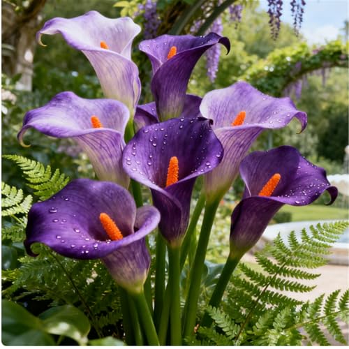 Seltene Calla/Calla-Knolle/Zierpflanze für kalte Temperaturen/Hochzeit/Zimmerpflanze/Garten/Dekoration-2 PCS-D Seltene Calla/Calla-Knolle/Zierpflanze für kalte Temperaturen/Hochzeit/Zimmerpflanze/Garten/Dekoration-2 PCS-D von BJYaWFR